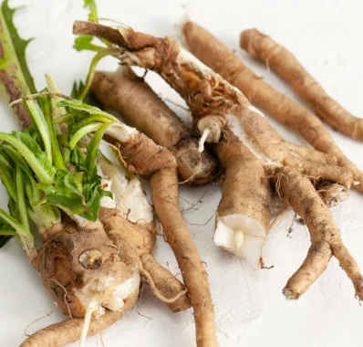 Chicory root